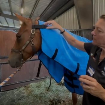 Equine Neck Wrap