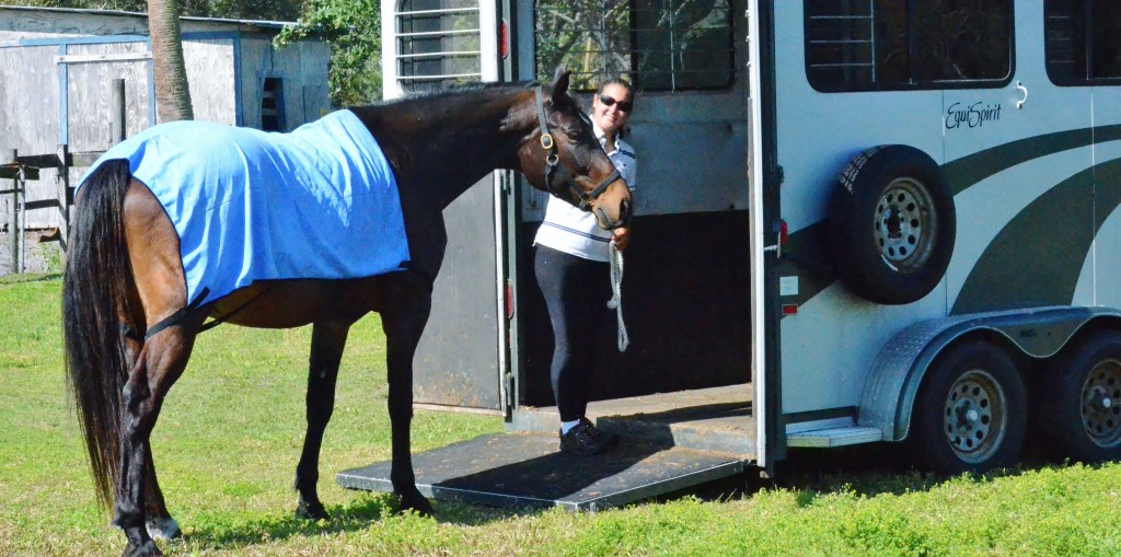 order cooling products by Equi Cool Down to keep you and your horse cool!