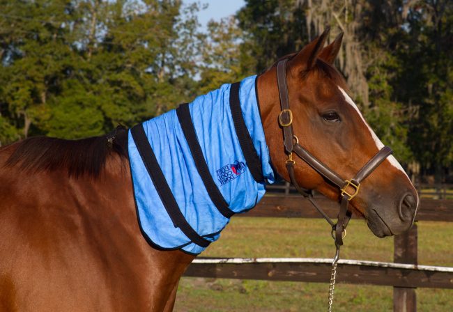 Equine Neck Wrap