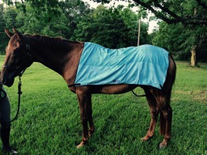 Tegan's Horse enjoying his Equi Cool Down body wrap!  Congratulations!