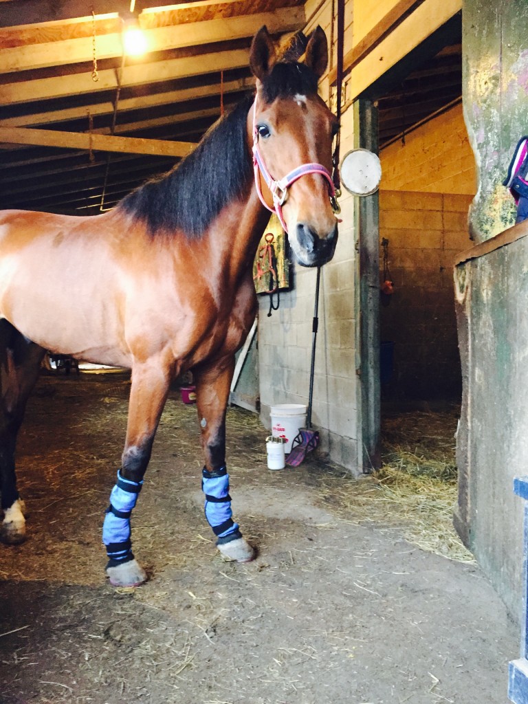 Lemon Pepper after a workout on the track, in Equi Cool Down