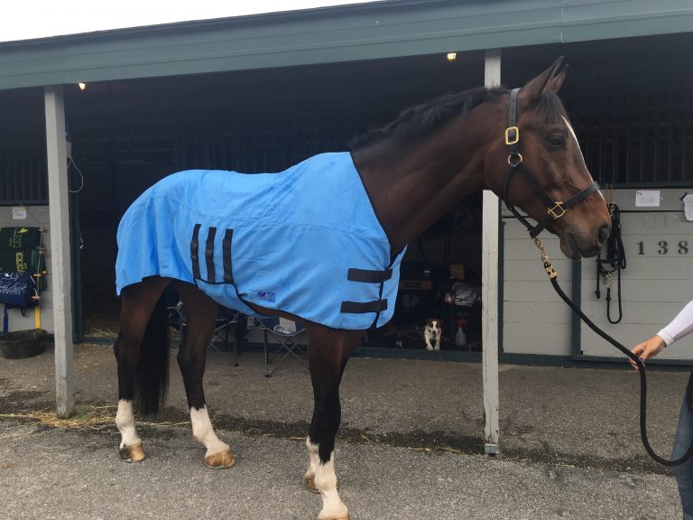 Equine Deluxe Body Wrap Equi Cool Down