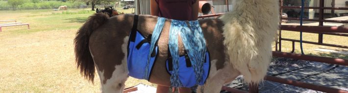 Equi Cool Down products are fantastic for llamas too! A guest blog by ECD friend Zoe Rutledge DSCN0010